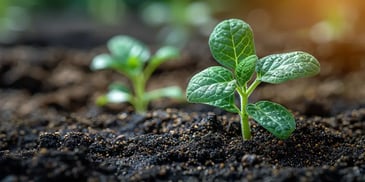 Close-up of a green seedling sprouting in rich, dark soil.