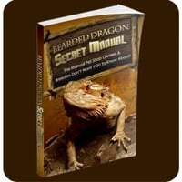 Bearded Dragon Secret Manual